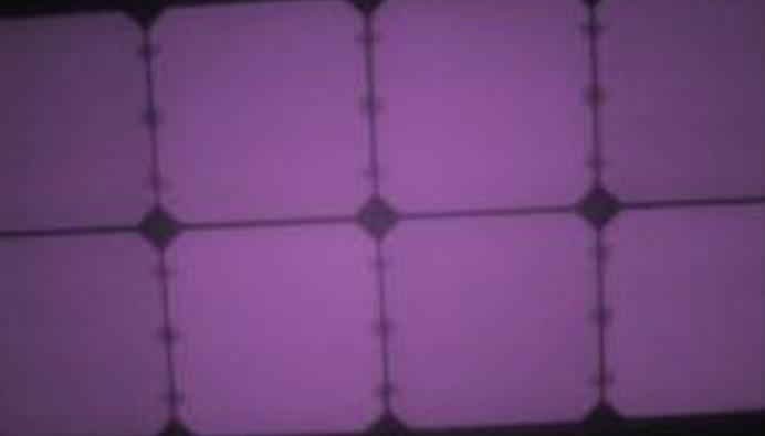 EL showing whole cells